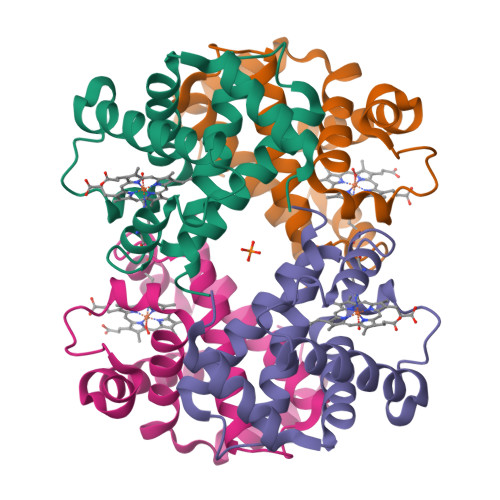 Haemoglobin (PDB 1HHO)